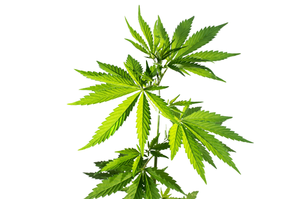 Hemp plant closeup over white background