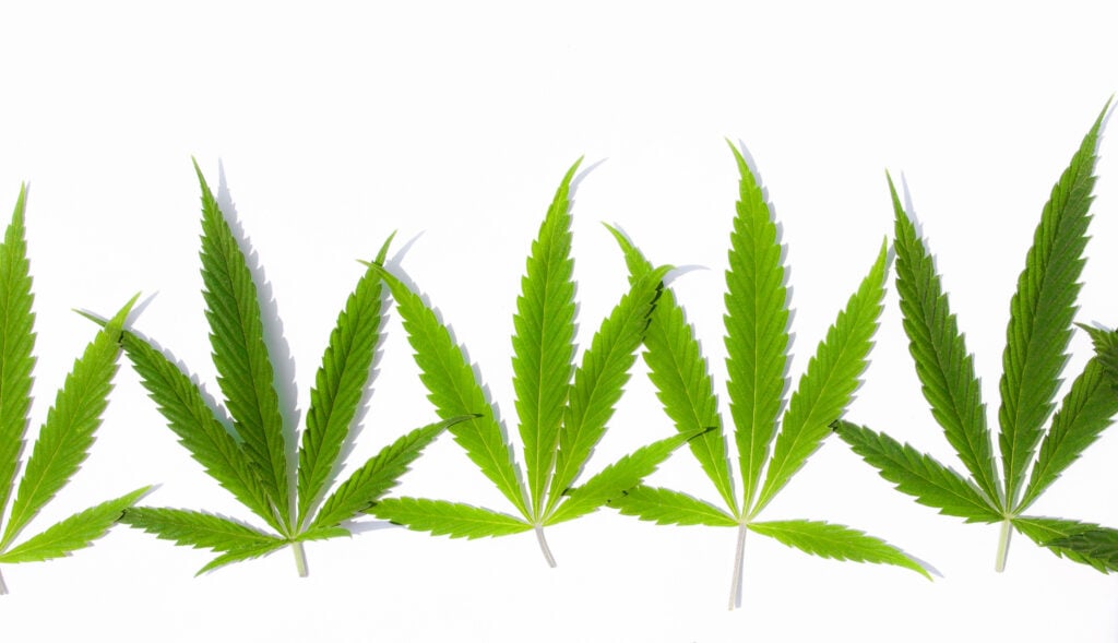 Green hemp, ganja leaf on white isolated background. Cannabis leaves, marijuana. Top view, photo wallpaper close up