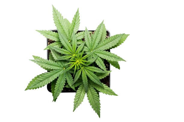Cannabis sativa plant over white background