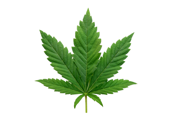 Single cannabis leaf isolated over white background