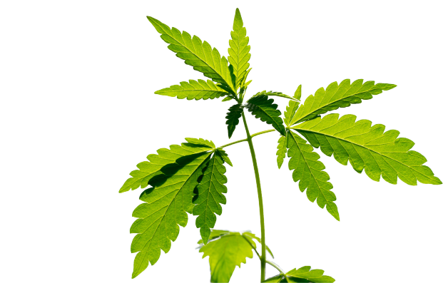 Cannabis leaves closuep