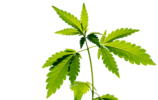 Cannabis leaves closuep