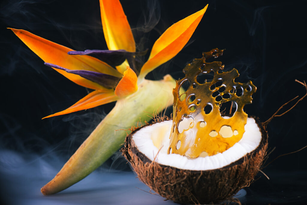 Pedazo de cannabis shatter (concentrado de aceite de marihuana) sobre medio coco con flor tropical en el fondo - concepto de dispensario médico