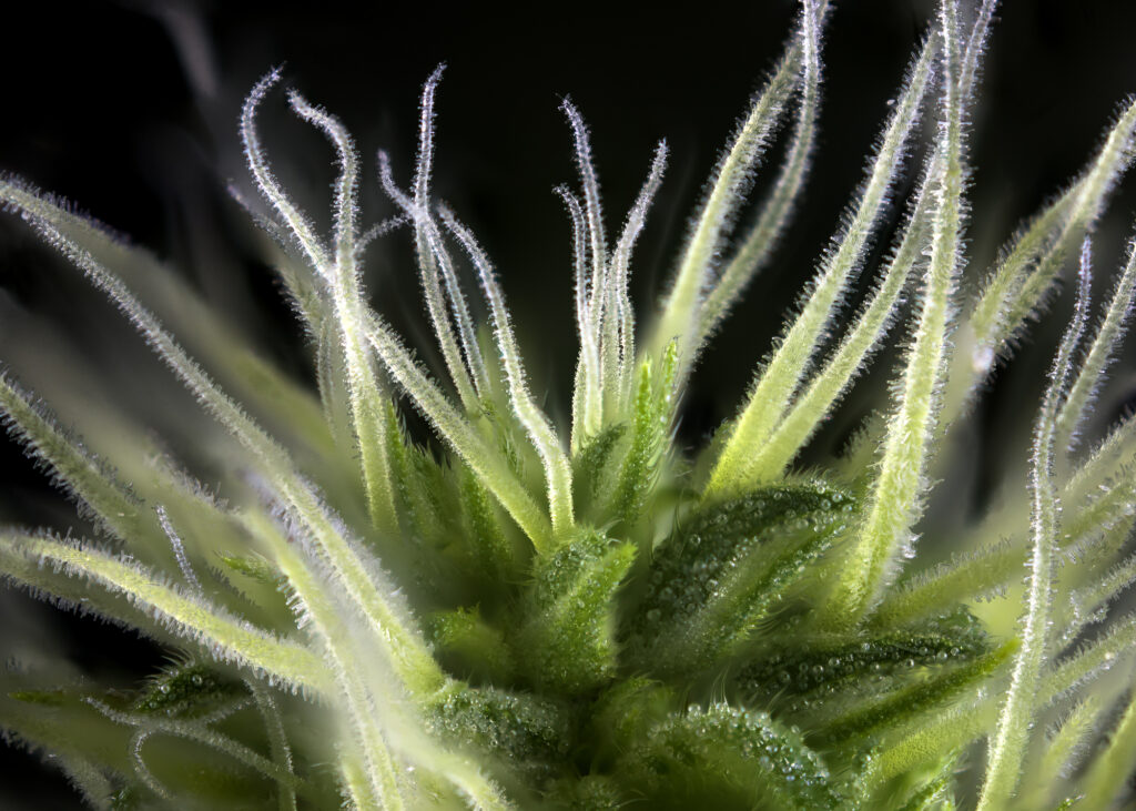 Detalle macro abstracto de cogollo de cannabis (variedad de marihuana Thousand Oaks) con pelos y tricomas visibles aislados sobre fondo negro