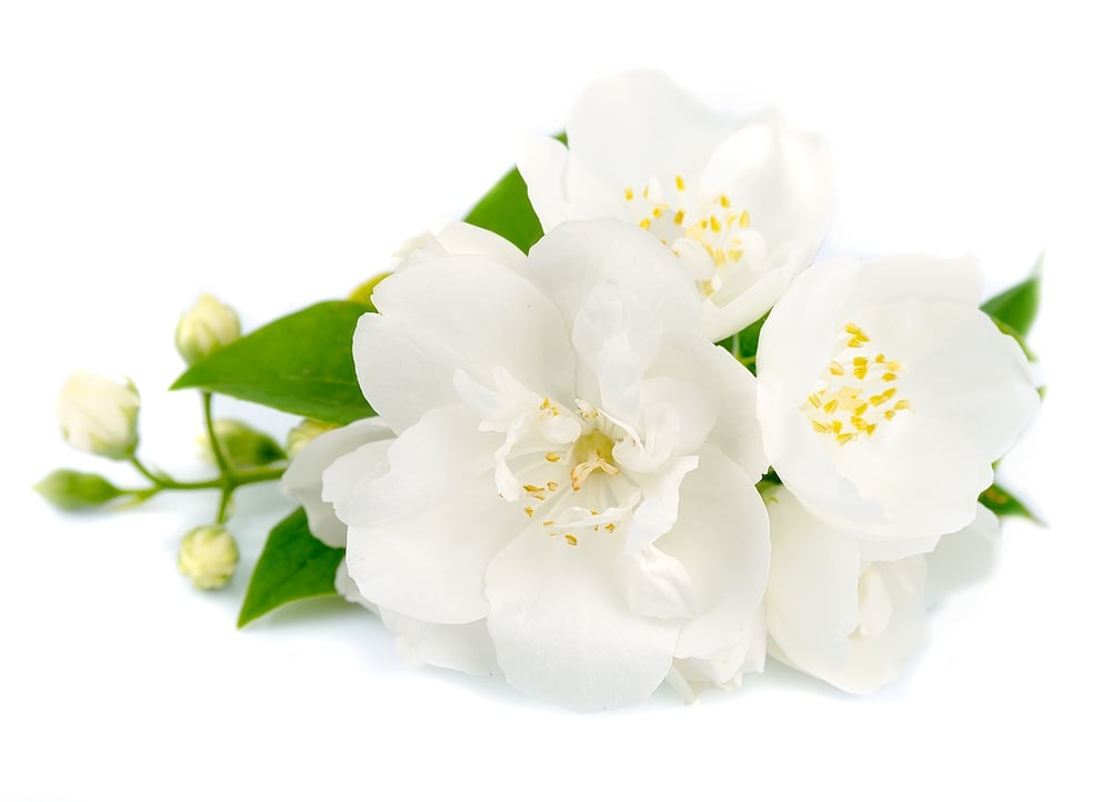 Flores blancas de jazmín en fondo blanco