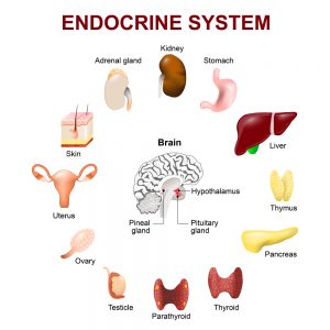 CBD for Endocrine Disorders: Can CBD Oil Balance Hormones?