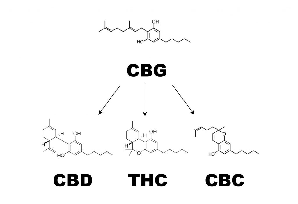 CBG (Cannabigerol): The Cannabis Stem Cell