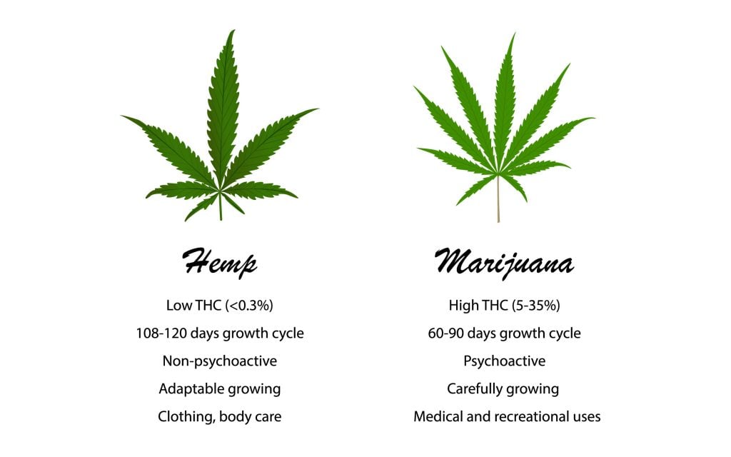 What's the Difference Between Hemp and Marijuana?