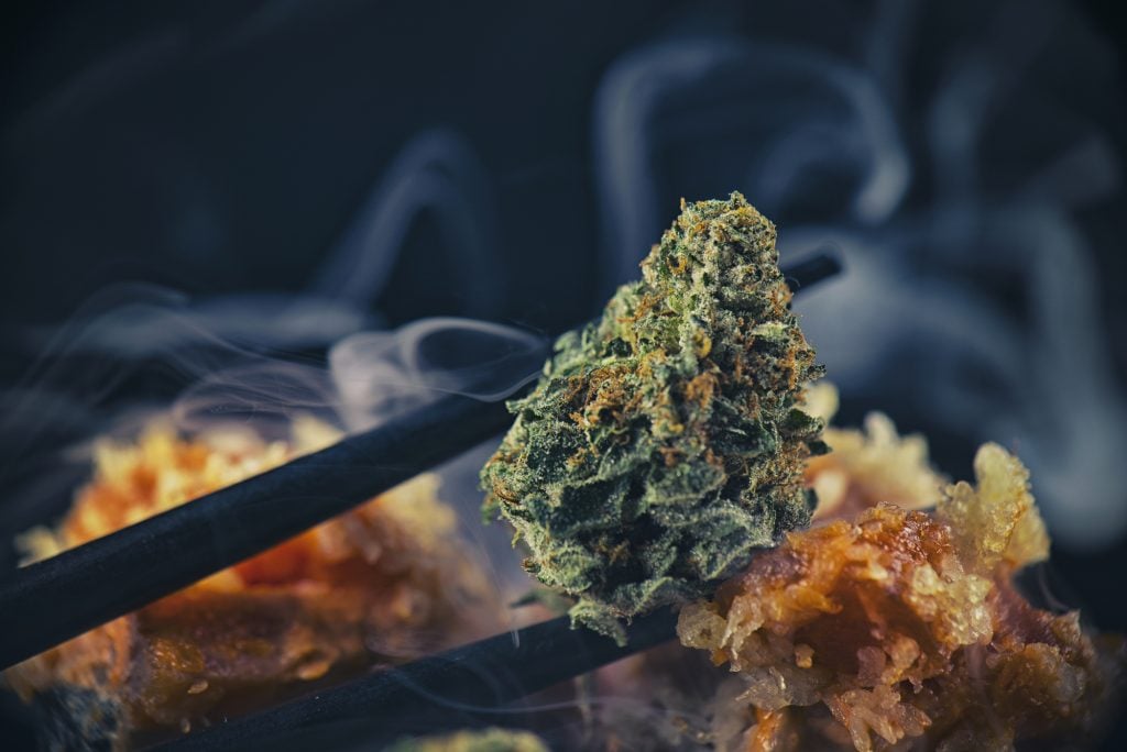 Macro detail of cannabis bud "black tuna" marijuana strain being held with sushi chopsticks