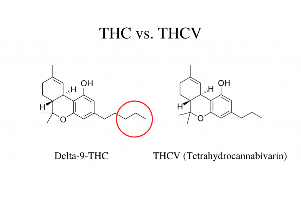 What is THCV (Tetrahydrocannabivarin)? What Are the Benefits?