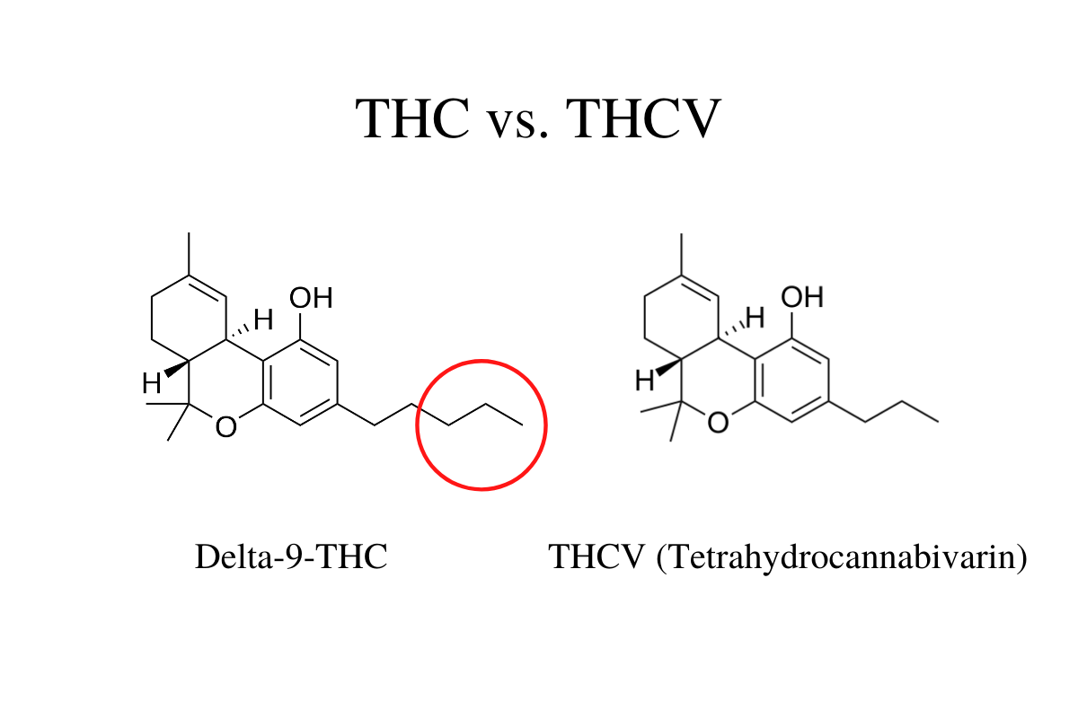 What Is THCV (Tetrahydrocannabivarin)? What Are The Benefits?