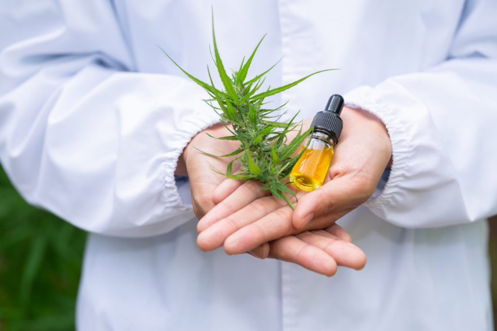 Doctor holding a small CBD oil container and a hemp flower. Health benefit concept.