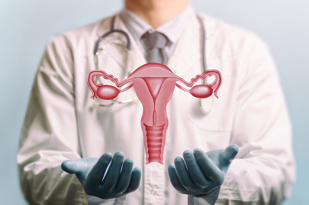 Image of a doctor in a white coat and model of the reproductive system of women above his hands. Concept of a healthy female reproductive system.