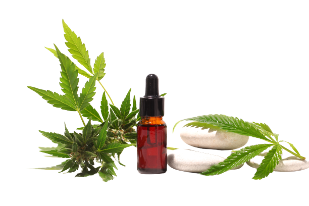 Hemp leafs with CBD oil dropper over white background.