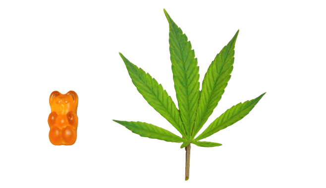 Orange gummy bear and hemp leaf, side to side over white background.