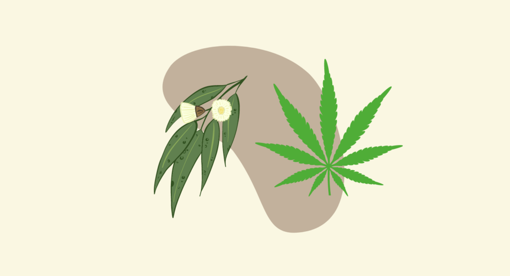 Cannabis and eucalyptus leaves (illustration)