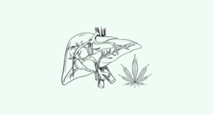 Liver and cannabis leaf illustration