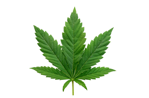 Single cannabis leaf isolated over white background