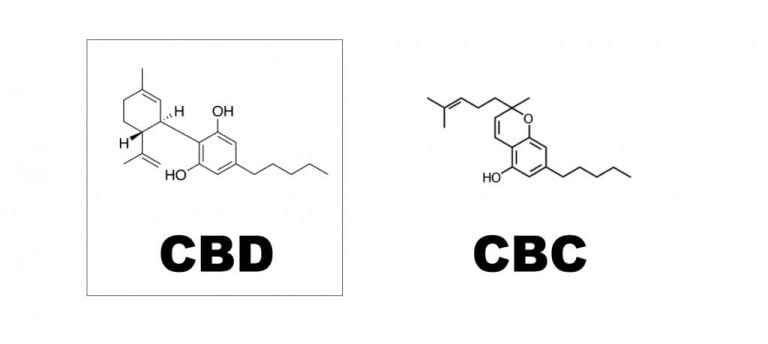 La Guía Esencial Sobre El Cannabidiol (CBD) - Daily CBD – Español