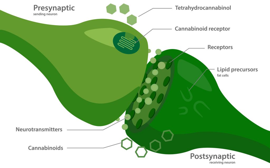 El sistema endocannabinoide, ilustración médica sobre los receptores cannabinoides