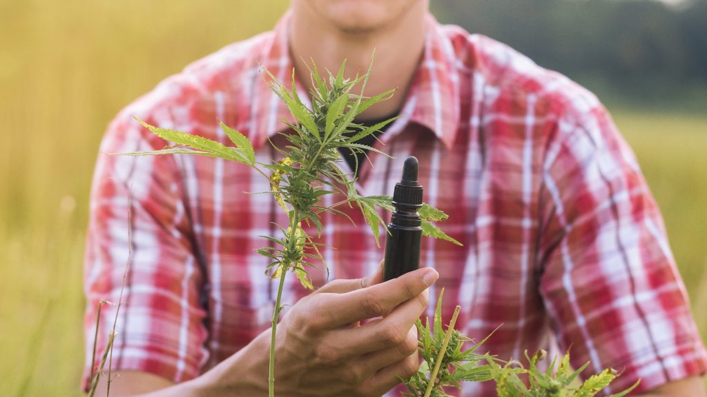 Agricultor de cáñamo sosteniendo aceite de CBD hecho de la planta Cannabis sativa en un gotero y una botella.