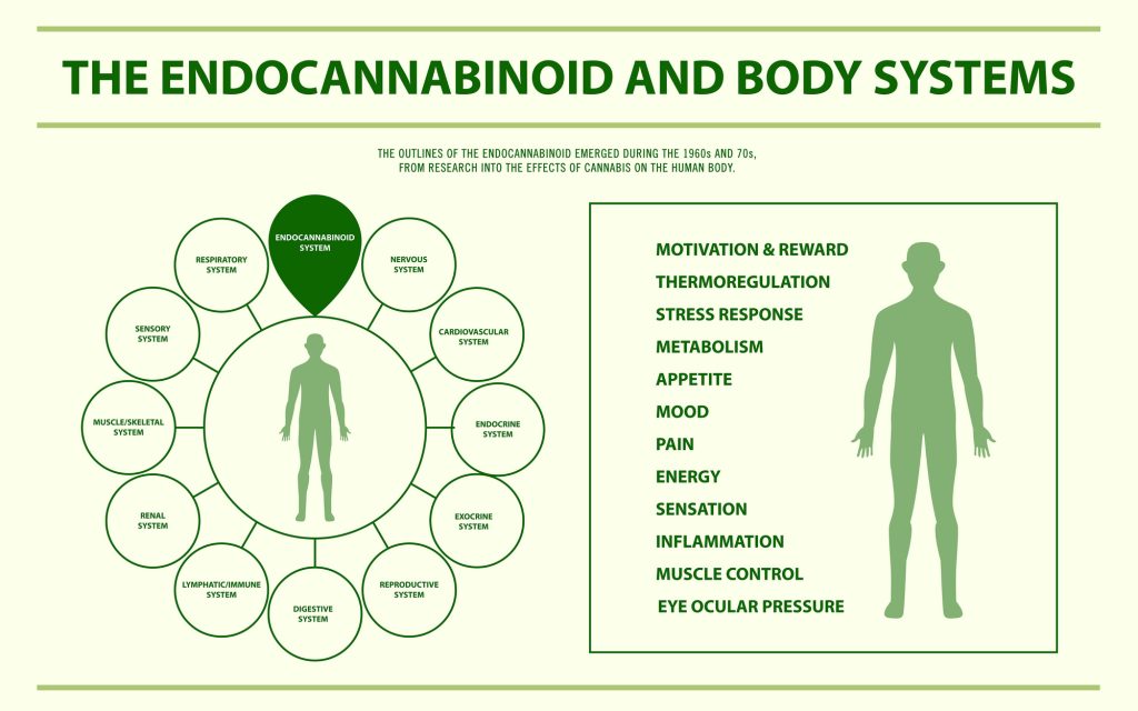 Infografía horizontal del sistema  endocannabinoides y los sistemas corporales, ilustración sanitaria y médica sobre el cannabis