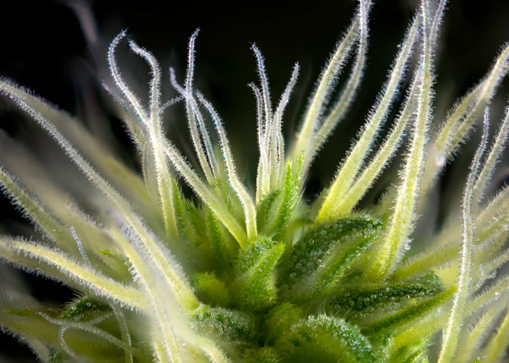 Detalle macro abstracto de cogollo de cannabis (variedad de marihuana Thousand Oaks) con pelos y tricomas visibles aislados sobre fondo negro