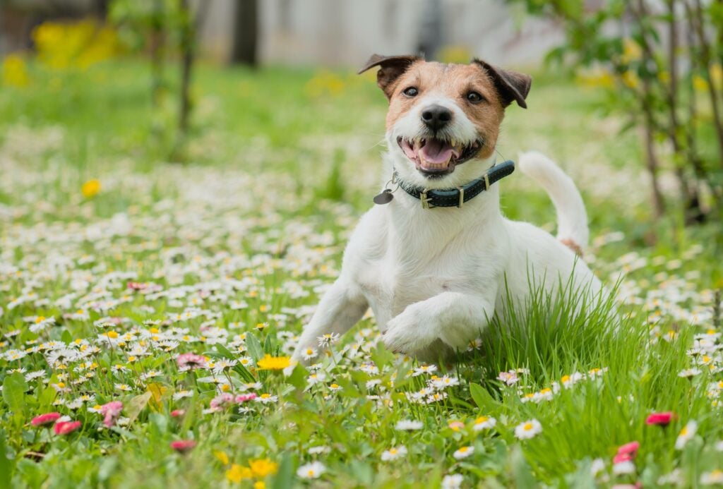 Alegre Jack Russell Terrier en el parque corriendo hacia la cámara