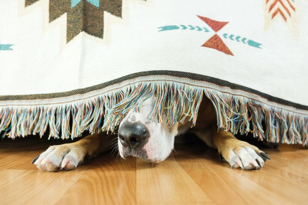 Perro escondido bajo el sofá con miedo de salir. 