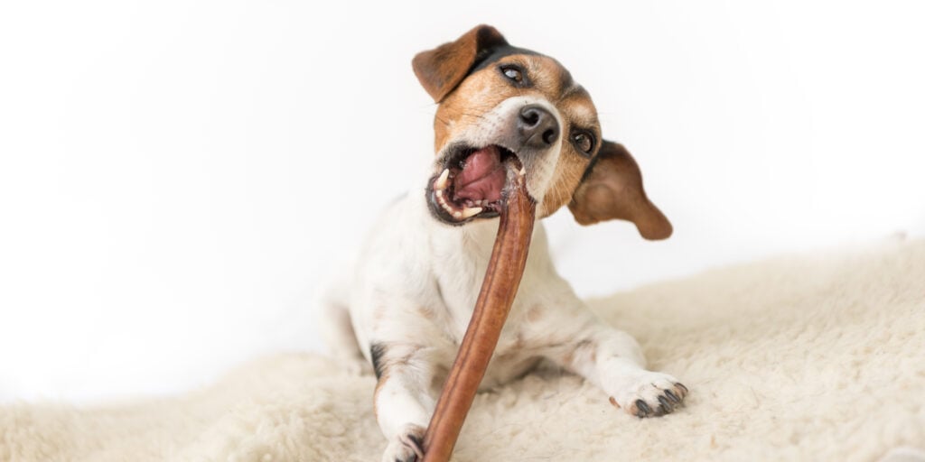 Jack Russell Terrier de 10 años - Divertido perrito come y mastica con gusto. Perrito aislado sobre fondo blanco