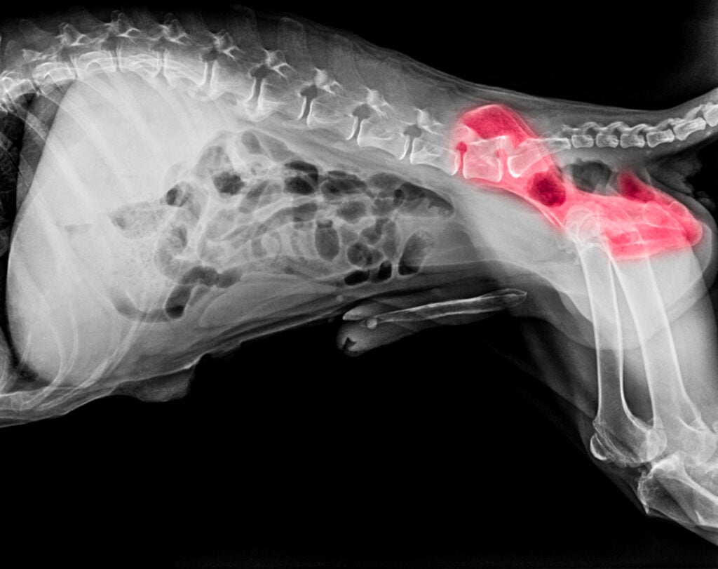 Radiografía de un perro vista lateral con resaltado en rojo en la zona de dolor del hueso de la cadera o displasia de cadera perro- Medicina veterinaria