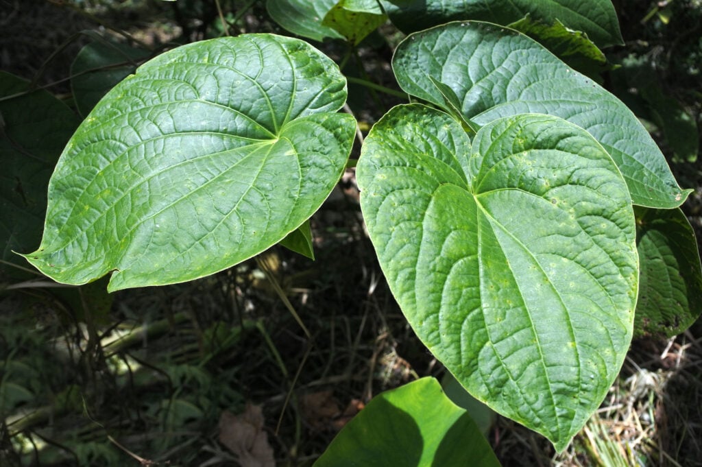 La planta Kava que se utilizan para producir una bebida que se consume en todas las culturas del Océano Pacífico de la Polinesia por sus efectos sedantes.